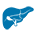 icon of Hepatology and Transplant Medicine